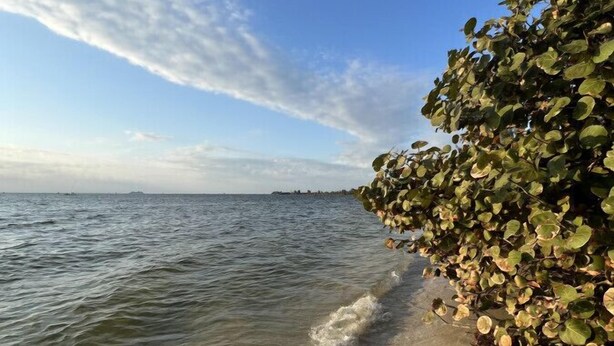 Una playa con aguas cristalinas, orilla de arena y vegetación exuberante en la costa.
