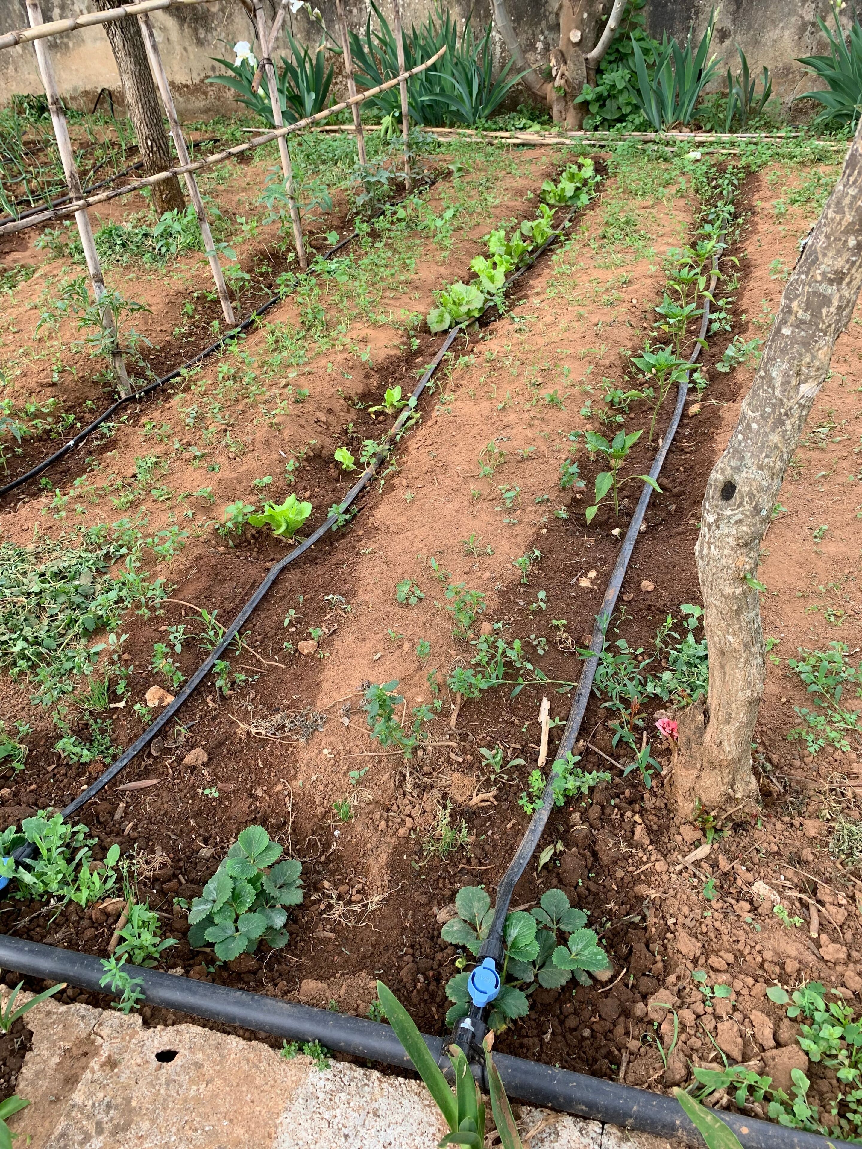 Shared Dormitory, 2 Bedrooms, Balcony | Garden