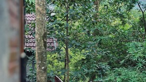 Un pont en bois enjambe un petit ruisseau, entouré d’une végétation luxuriante et d’arbres.