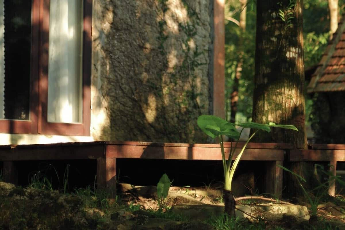 Una cabaña pequeña y rústica con techo inclinado, rodeada de un bosque denso.