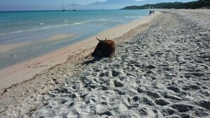 A sandy beach with a bull in the foreground and boats in the water.