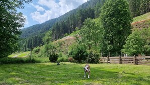 A grassy field with a dog, trees, and a wooden fence. - Beautiful 'Adamello 7' Apartment with Wi-Fi (Pinzolo)