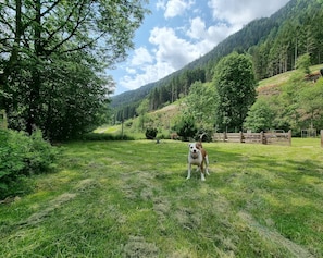 A grassy field with a dog, trees, and a wooden fence.