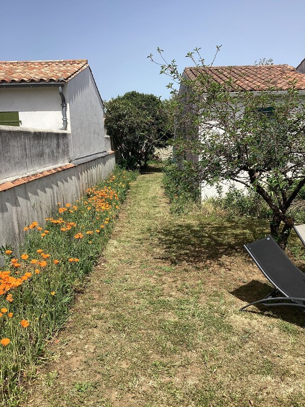 A narrow pathway flanked by a concrete wall and a tree with orange flowers.