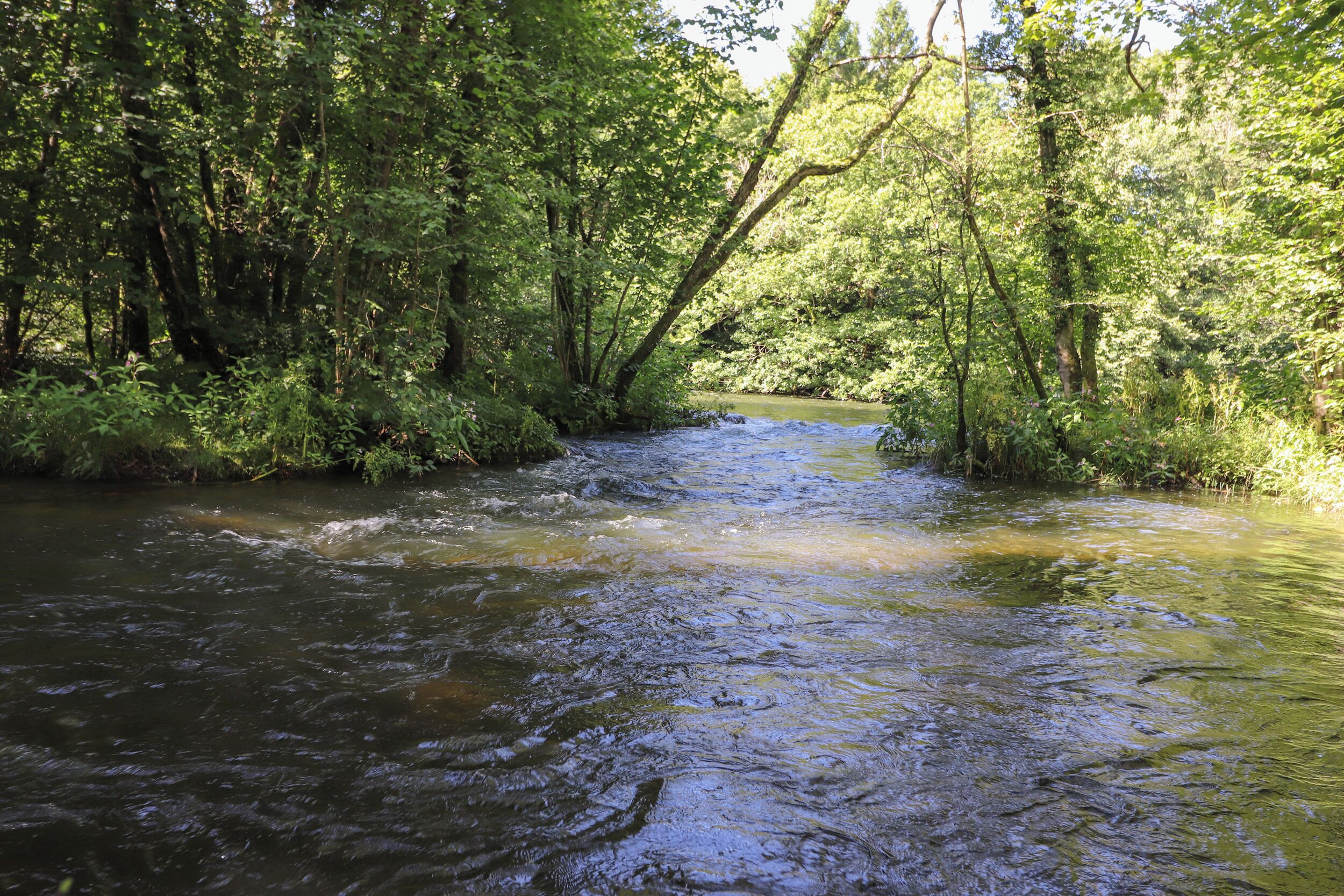 Un río serpenteando por una zona boscosa densa.