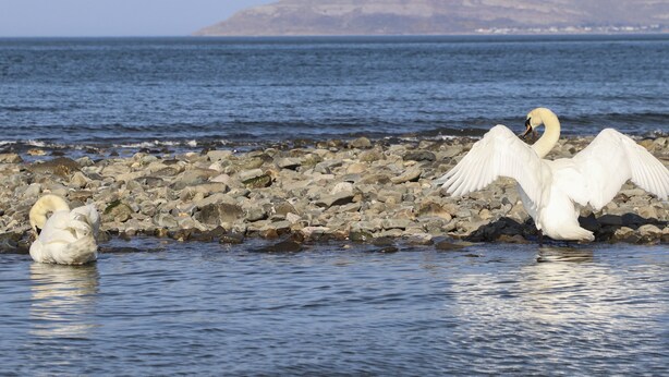 A rocky shoreline with two white swans standing in the water. - Haddef Penmaenmawr (Penmaenmawr)
