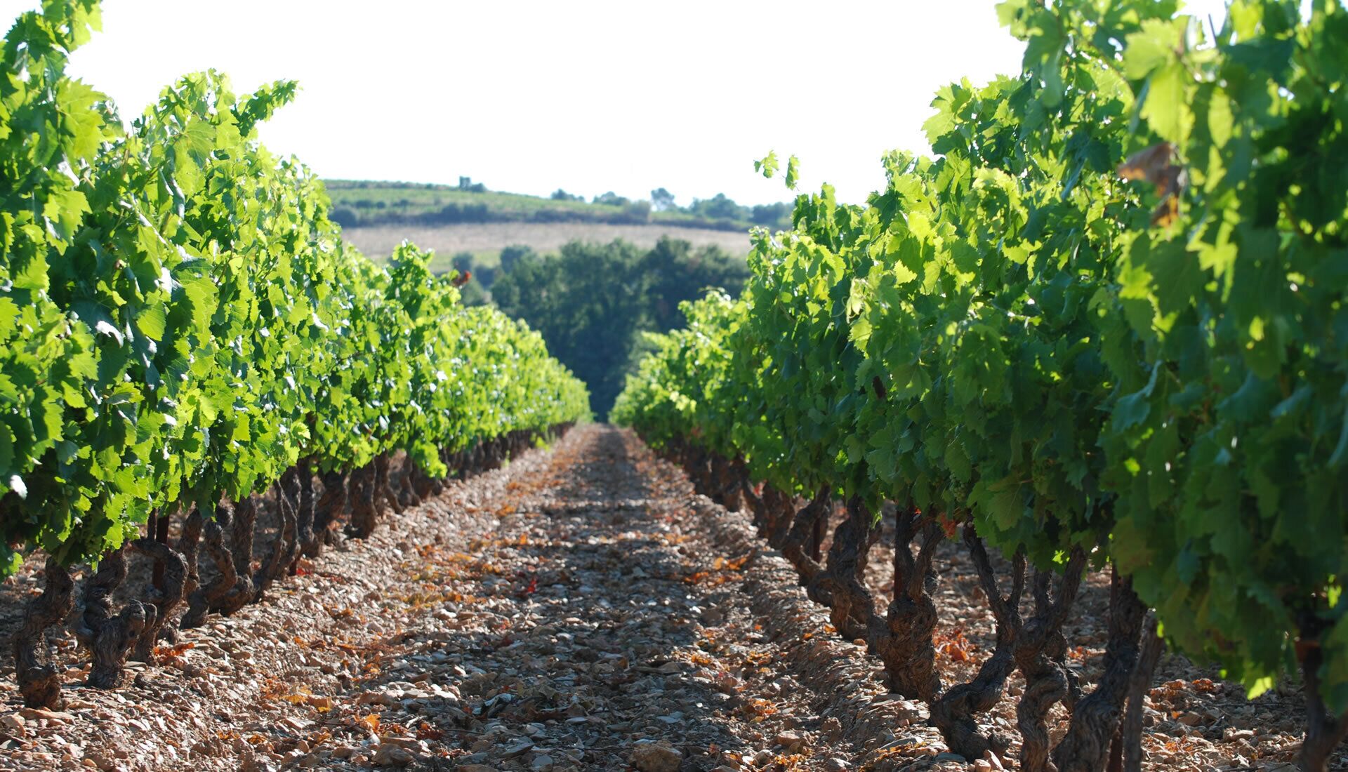 A vineyard with rows of grapevines.