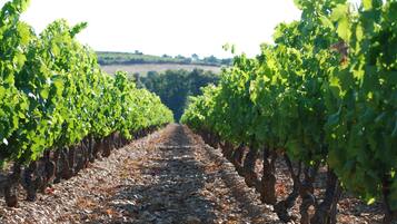 A vineyard with rows of grapevines.