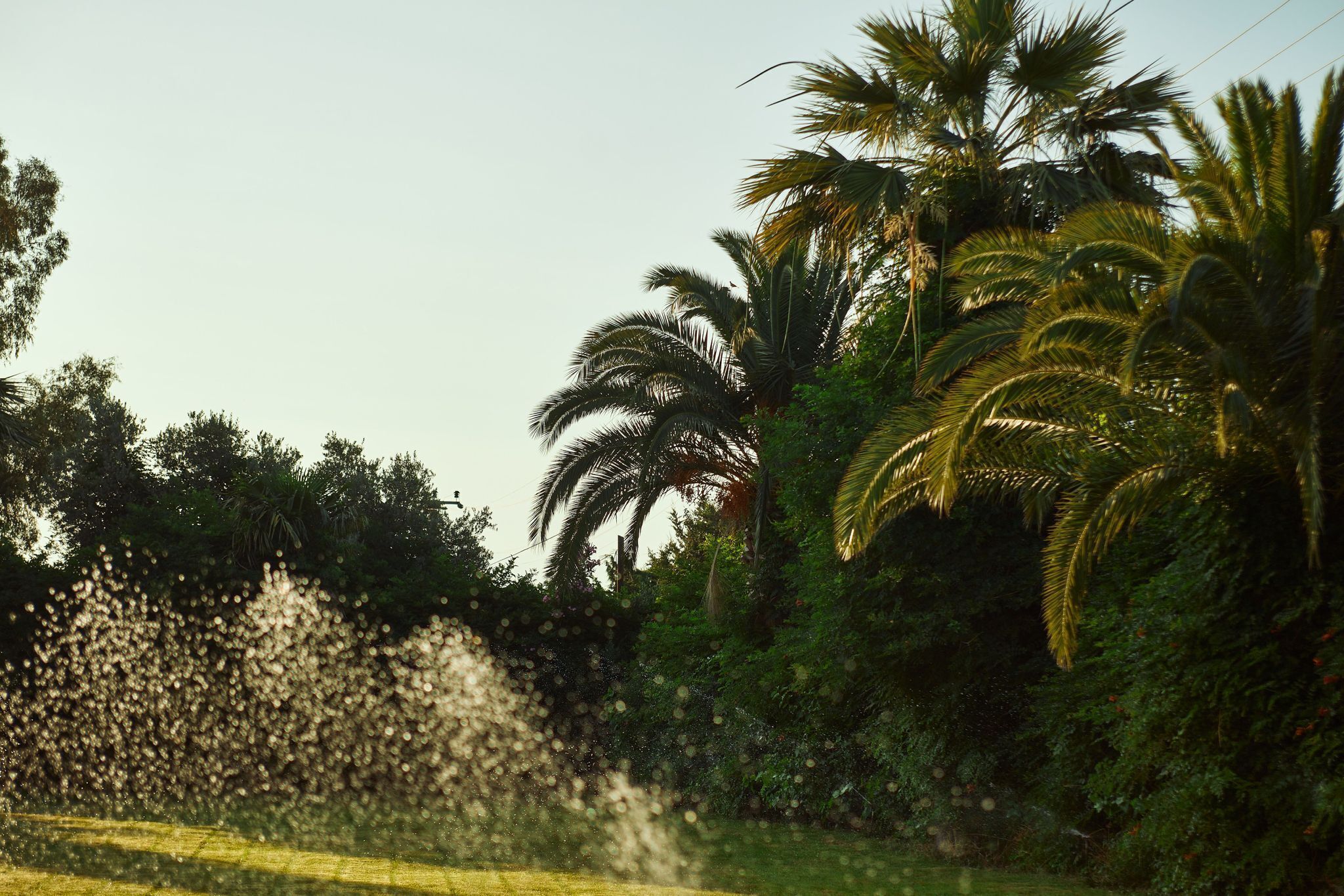 A lush landscape with palm trees and dense foliage.