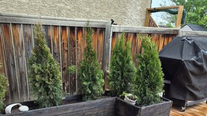 A wooden deck with planters containing small trees and a barbecue grill.