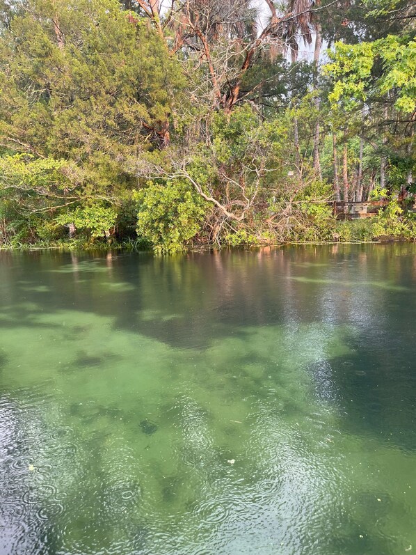 Água calma rodeada por vegetação densa e árvores.