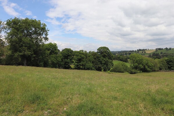 A grassy field with trees and a cloudy sky.