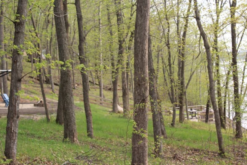 A forested area with a picnic table and benches near a body of water.