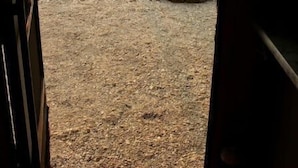Een open deur die uitkomt op een gebied met grind, een vuurkorf en uitzicht op een meer, omringd door bomen.