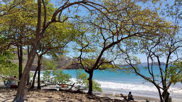 Ein Strand mit Bäumen und Blick aufs Meer.