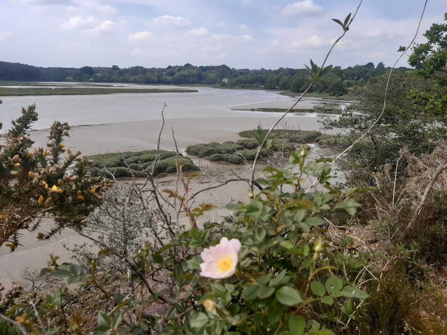 A river with a natural landscape, including vegetation and a distant tree line.