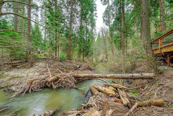 A forested area with a stream, fallen logs, and a wooden bridge.