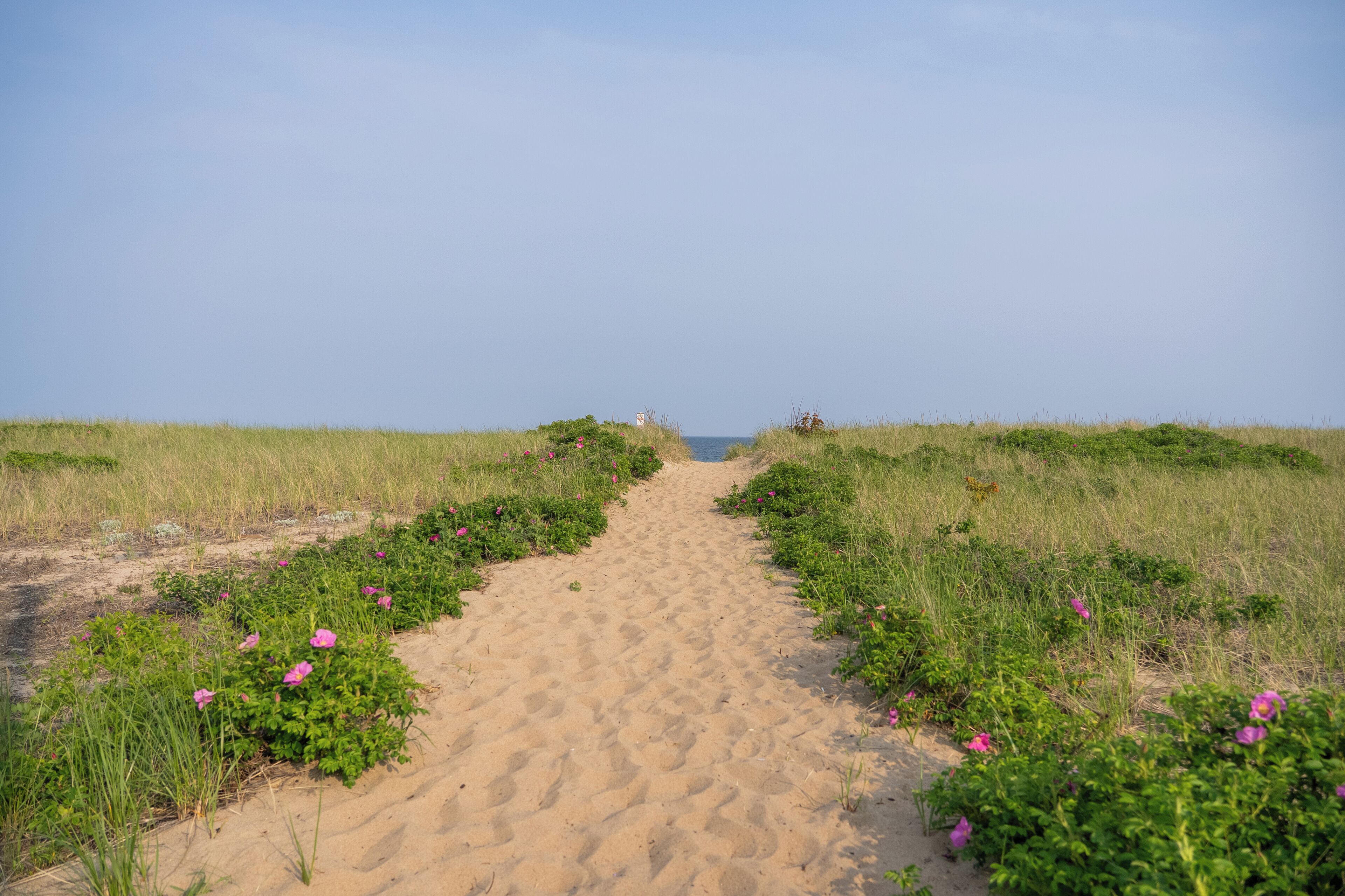 Uma trilha de areia serpenteia até o mar, ladeada por vegetação verde e flores cor-de-rosa.