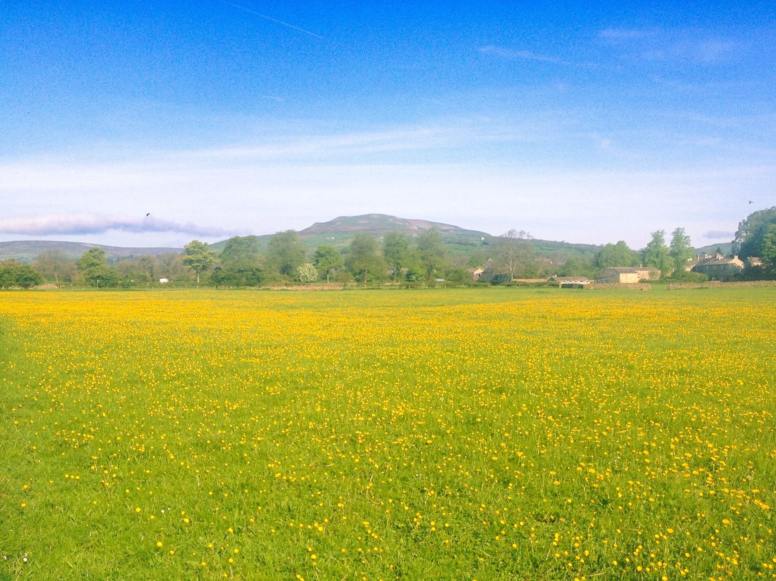 Ein Feld voller gelber Blumen mit einem Berg im Hintergrund und Häusern auf der rechten Seite.
