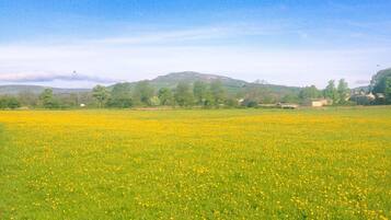 Ein Feld voller gelber Blumen mit einem Berg im Hintergrund und Häusern auf der rechten Seite.