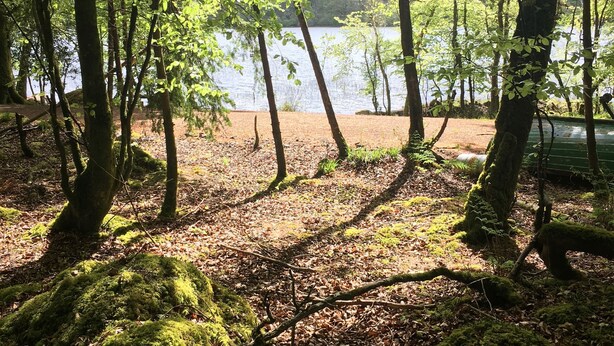 A forested area with a lake in the background.