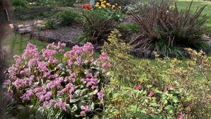 A garden with various plants and flowers, a birdbath, and a large tree. - Lovely two-bedroom garden suite near Willamette River bike path (Eugene)