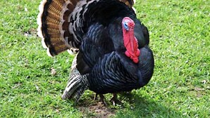 A turkey with a red head and black feathers standing on grass. - NO DISPONIBLE LA CASA. (St. Cloud)