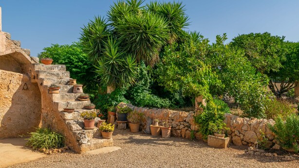 A courtyard with stone steps, potted plants, and a variety of greenery.