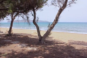 Une plage bordée d’arbres, offrant une vue dégagée sur la mer.