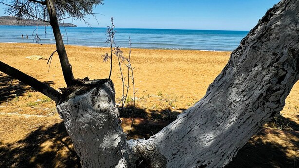 A beach with a clear view of the sea and a tree in the foreground. - lifeguard beachfront - Luxury Flat, 30meters From Sea (Stalos)
