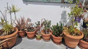 A sign reading "Pleasure" above a row of potted plants. - Santorini Studios Pleasure By The Sea (Santorini)