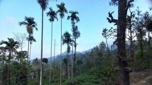 A natural landscape with tall palm trees and a mountain in the background. - Manikkal Bungalow Uphill Cottage Large (Mananthavady)