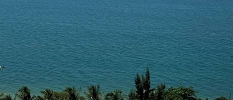 A coastal view with a beach, palm trees, and a clear sky.