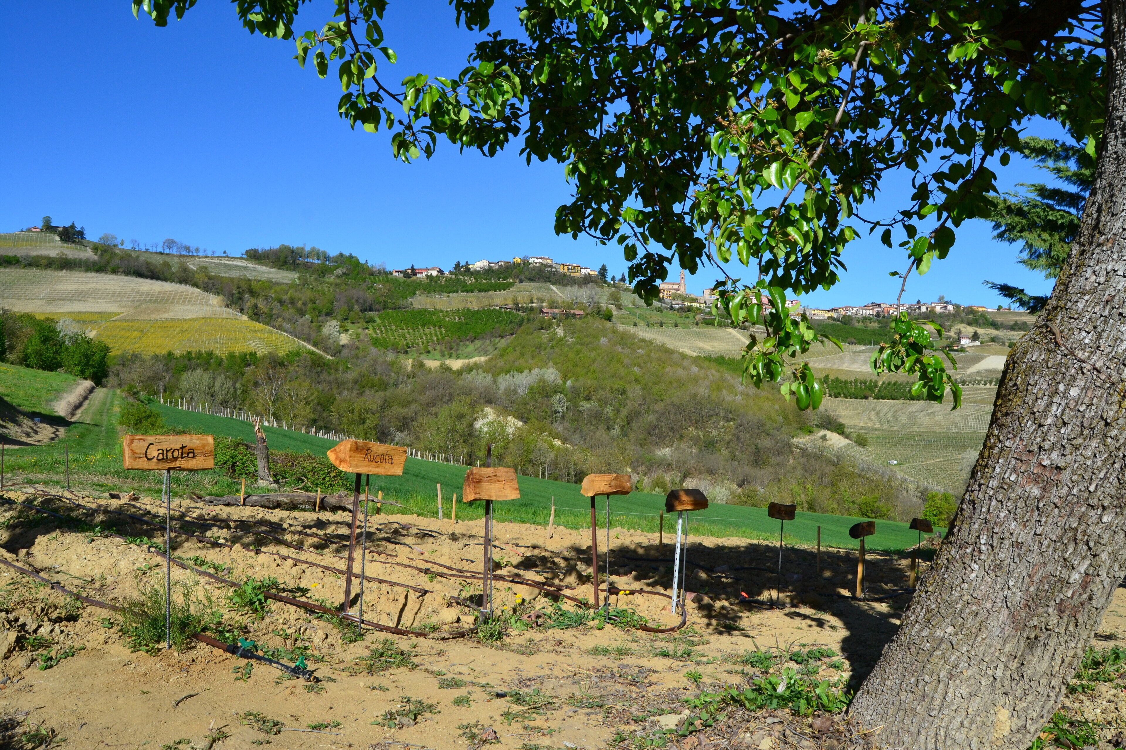 A rural landscape with rolling hills, a tree, and wooden signs labeled "Carota" and "Cebolla".
