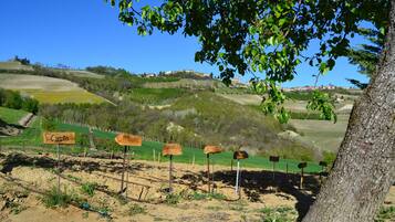 A rural landscape with rolling hills, a tree, and wooden signs labeled "Carota" and "Cebolla".
