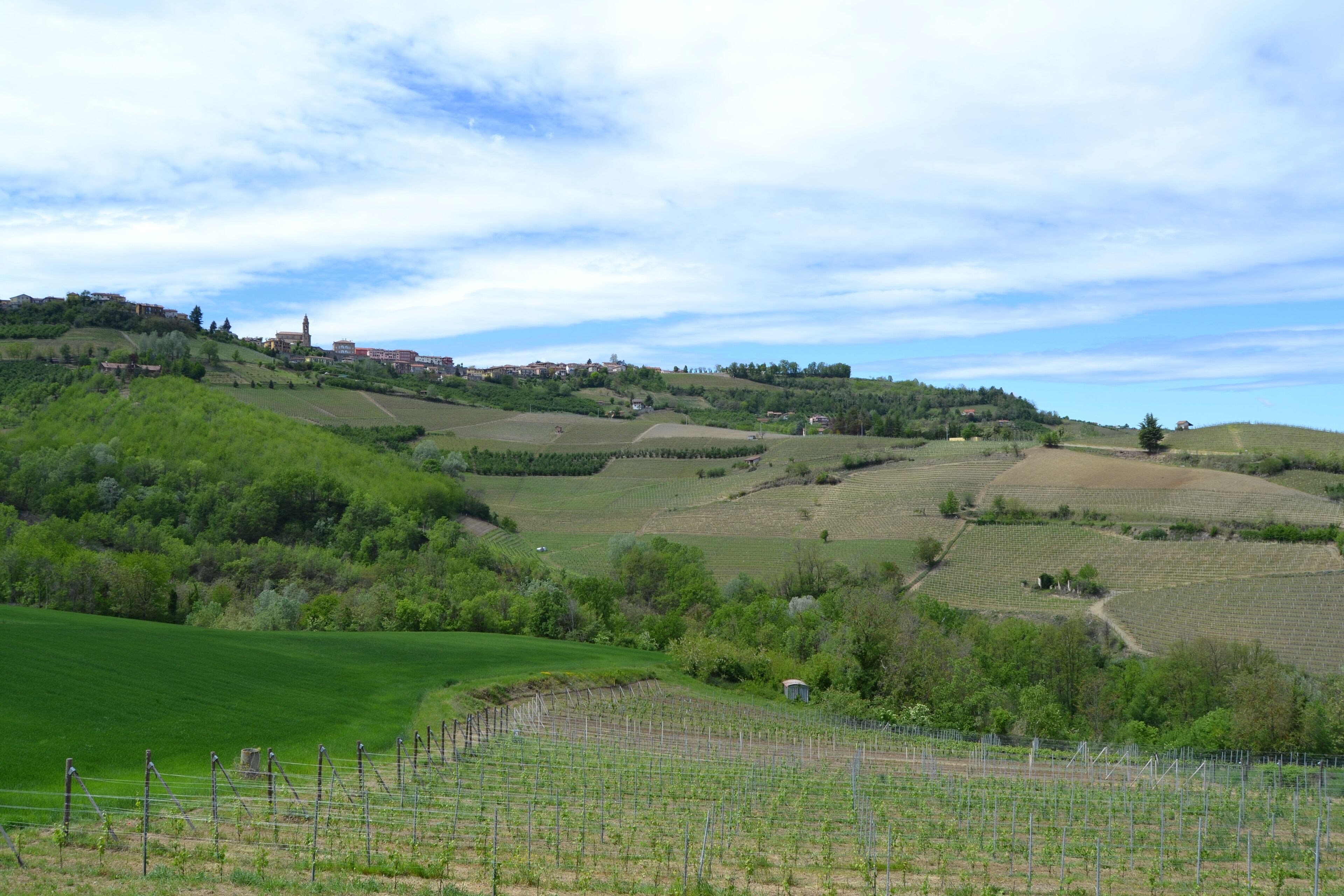 A vineyard with rows of grapevines and a small building, surrounded by rolling hills and a few houses in the background.