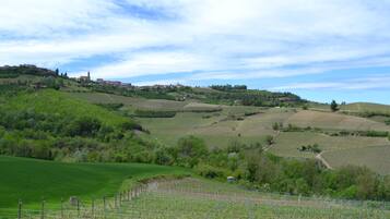 A vineyard with rows of grapevines and a small building, surrounded by rolling hills and a few houses in the background.