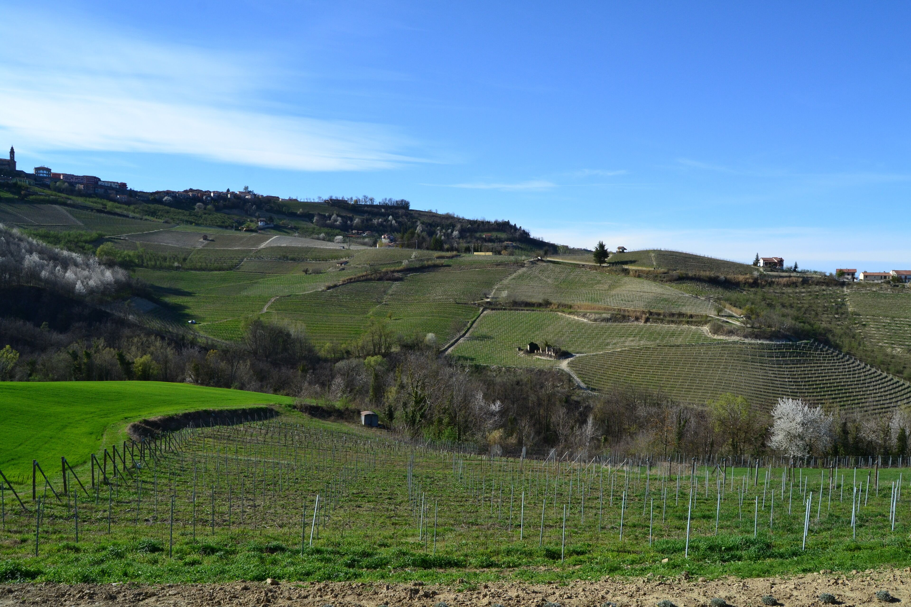 A vineyard with terraced fields and a distant town.