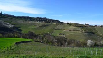 A vineyard with terraced fields and a distant town.