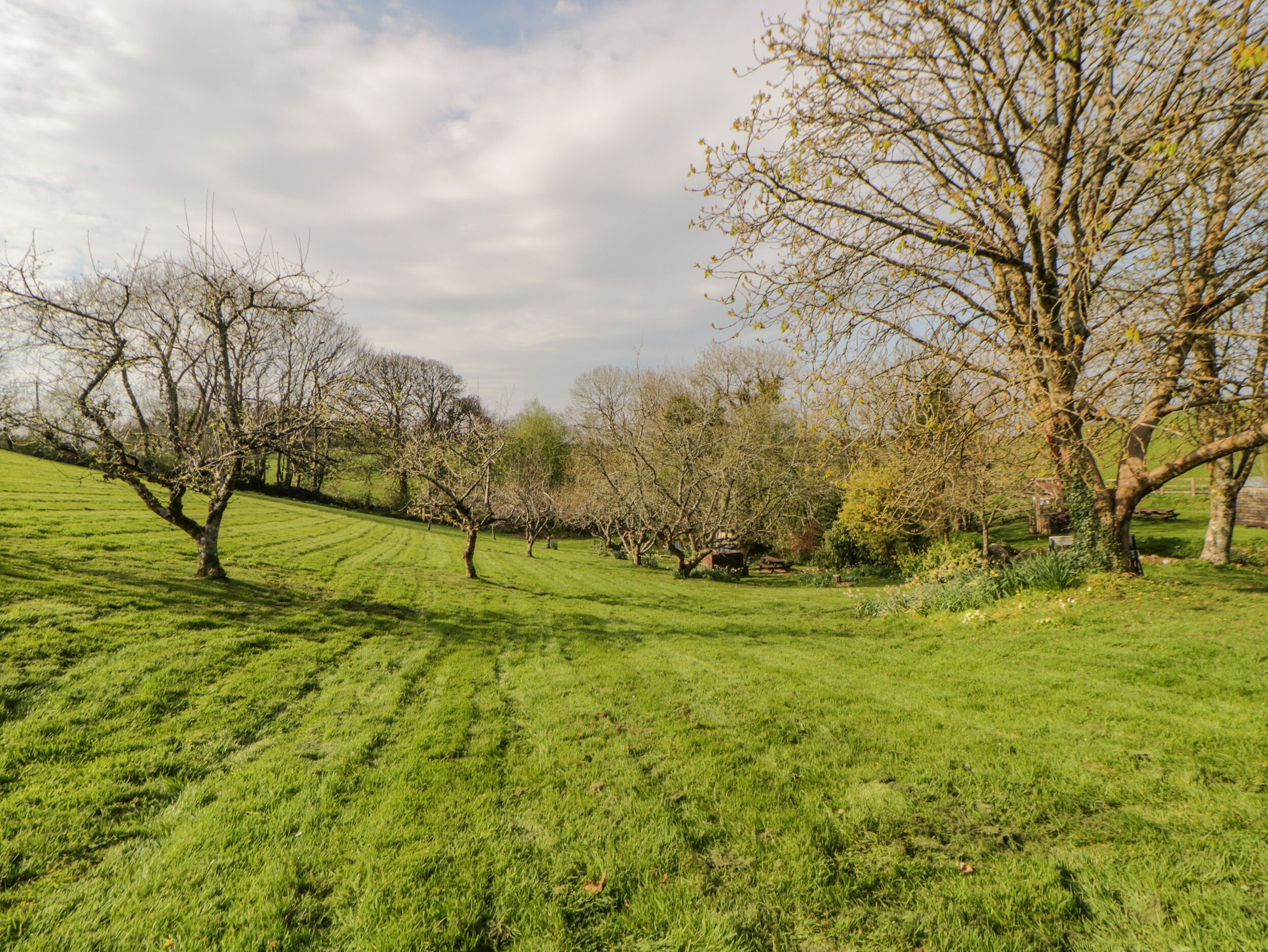 Un campo cubierto de hierba con árboles y cielo despejado.