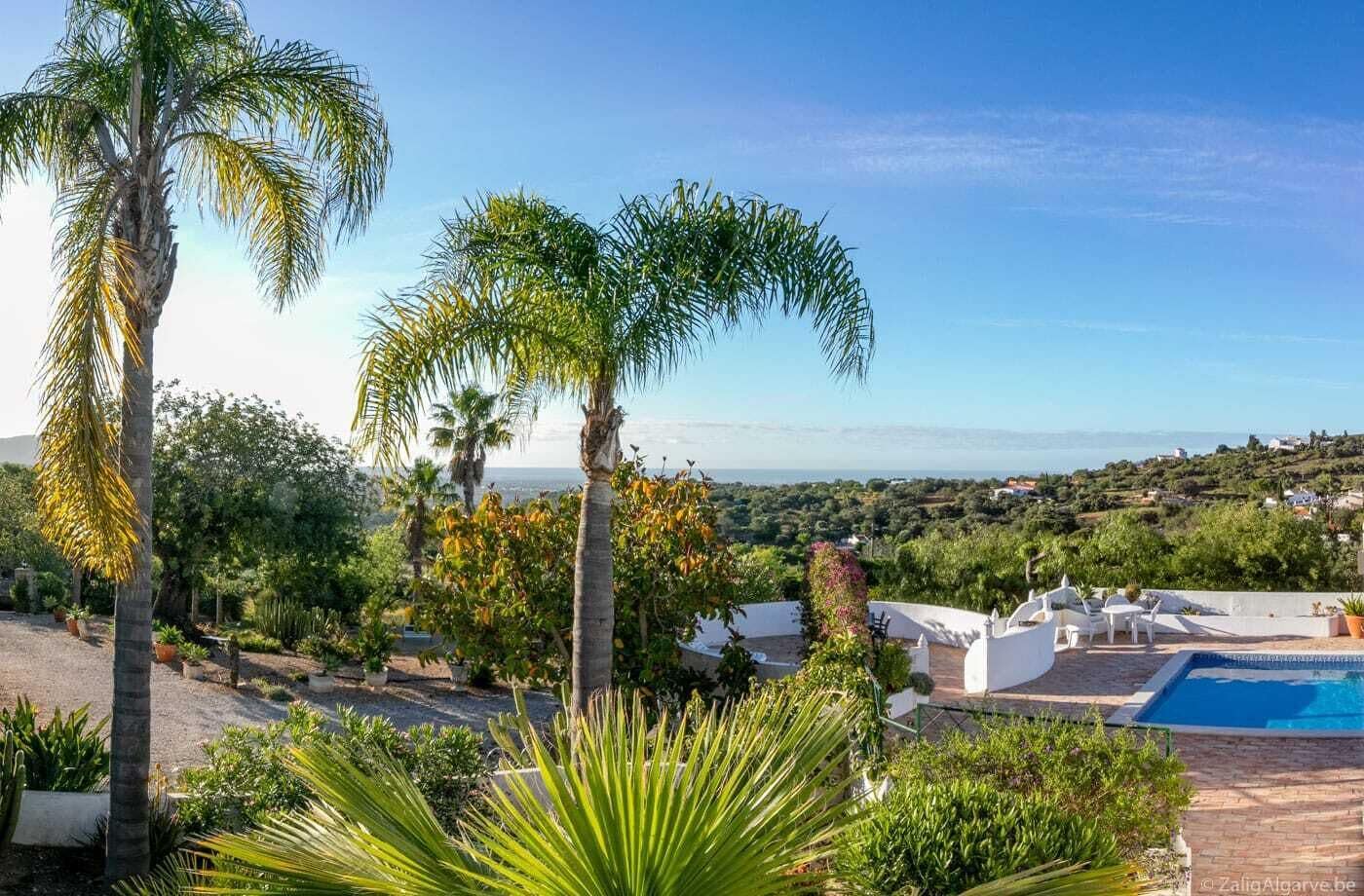 A pool area with a clear view of the sea and a lush garden with palm trees.