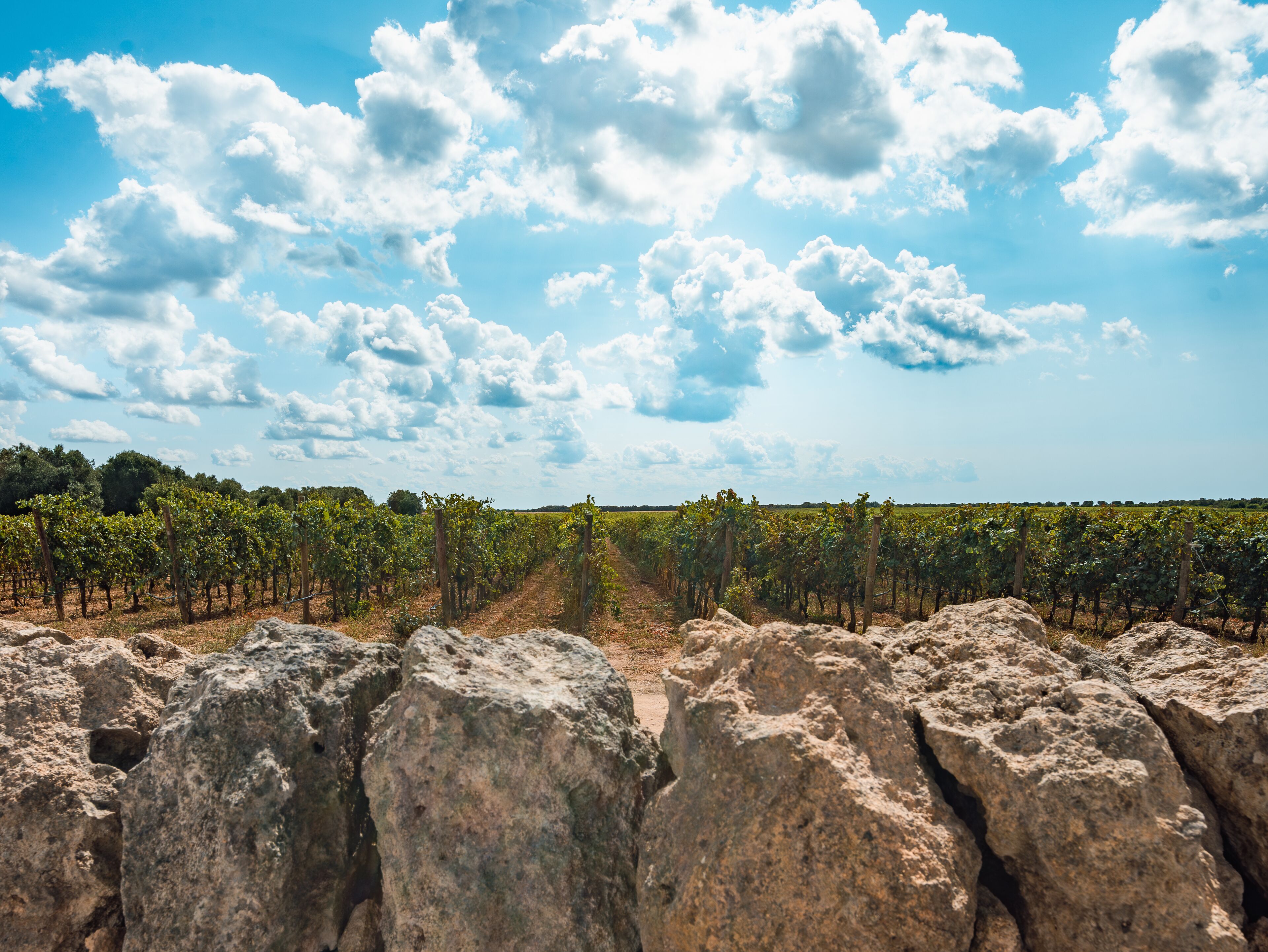 Viñedo con hileras de vid y cielo despejado.