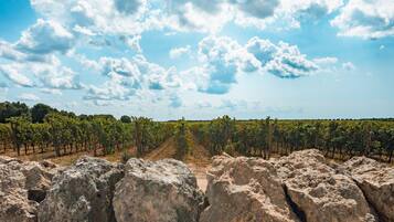 Viñedo con hileras de vid y cielo despejado.