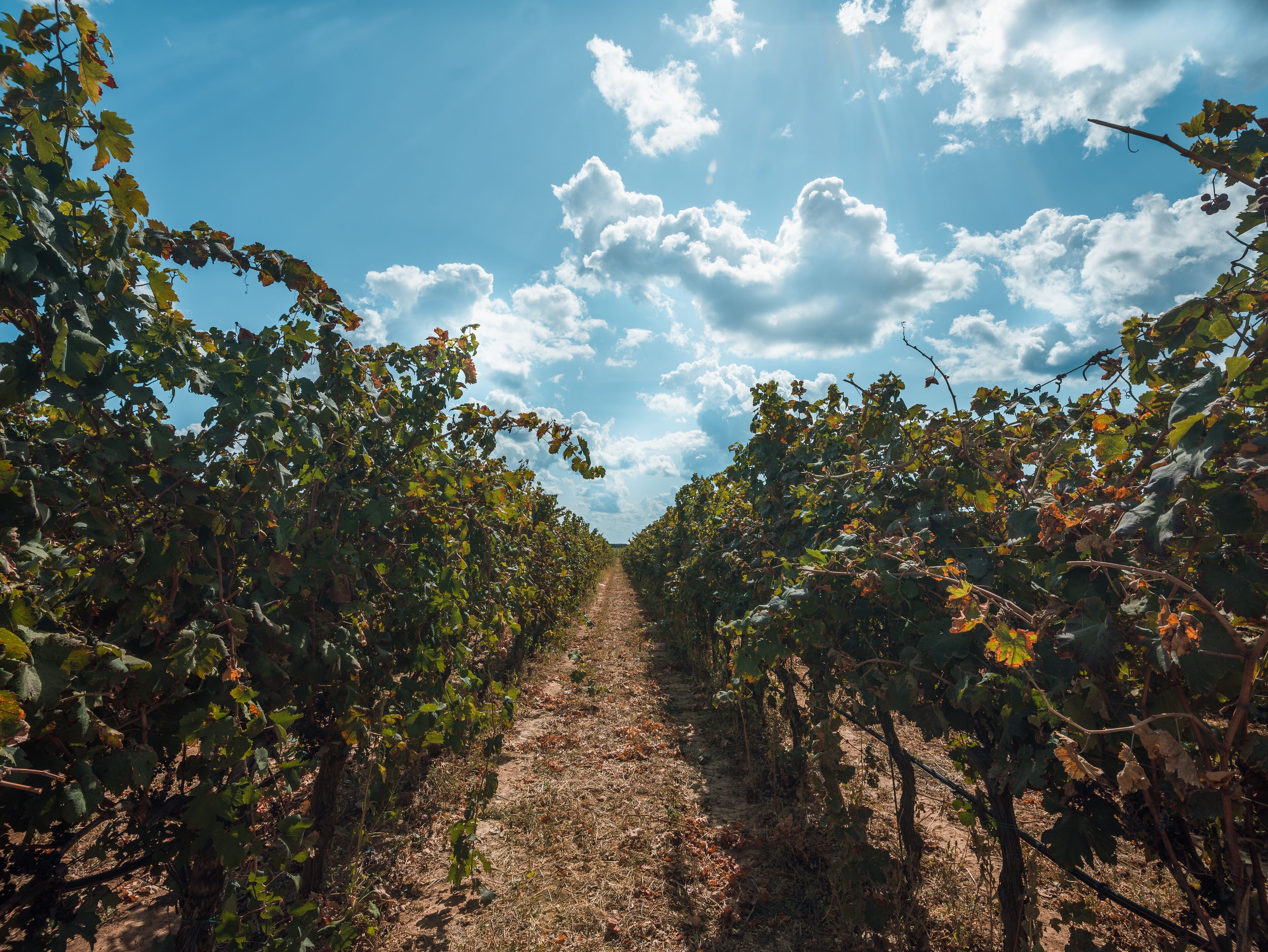 A vineyard with rows of grapevines under a clear sky.