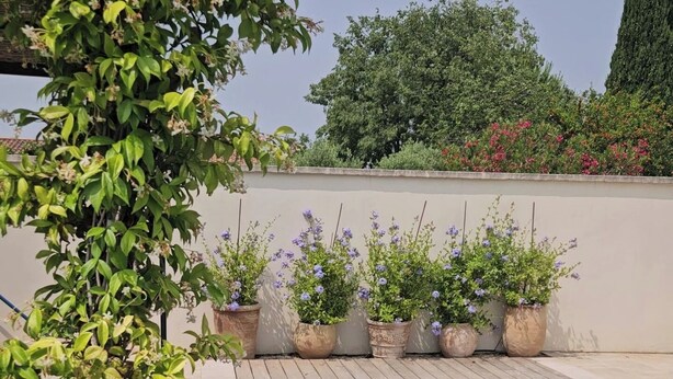 En swimmingpool med ett kaklat poolområde, omgiven av planterade blommor och en låg mur.