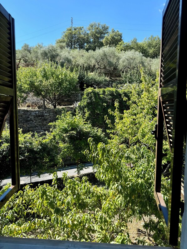 A vineyard with rows of grapevines and a stone wall in the background. - Large apartment with pool and garden, ideal for families, 10 km from the sea. (Sarola)