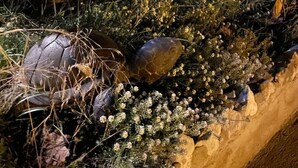 Un jardín con diversas plantas, rocas y un pequeño taburete de madera.