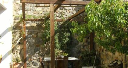 Starfish Studio