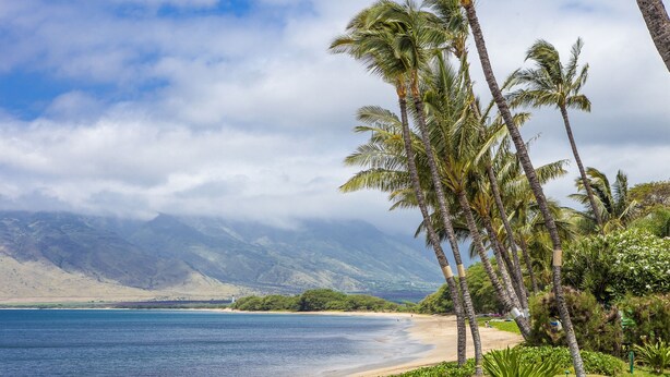 Una playa con palmeras y montañas al fondo.