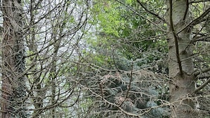A dense forest with a variety of trees, including some with bare branches and others with green foliage. - Woodlands Basic Bell Tent 2 (Grantham)